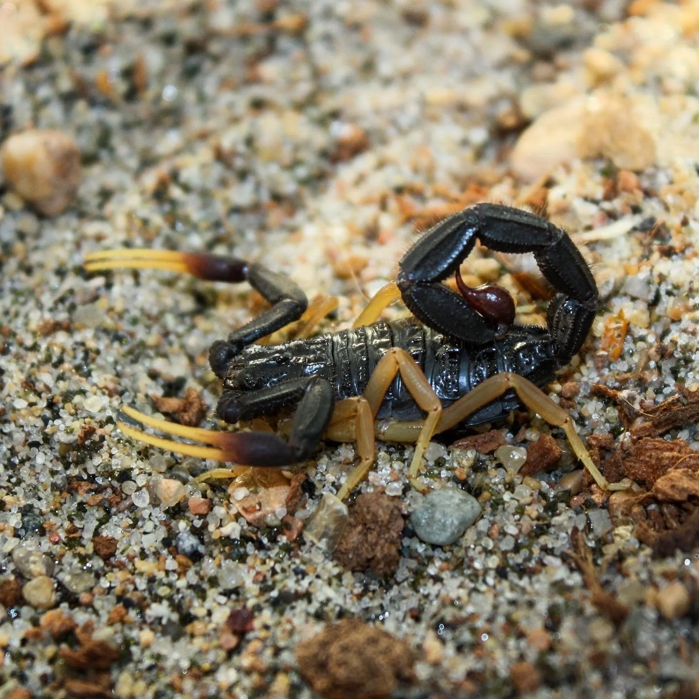 Hottentotta franzwerneri — Arachnid Rarities